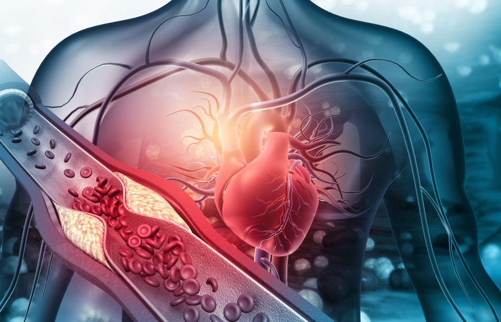cardiovascular system